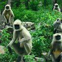 Langur monkey