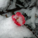 flowering quince