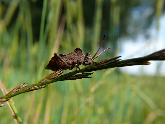 Spotting Image 1