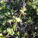 Henbit deadnettle 