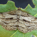 Moth