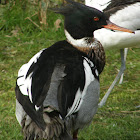 Red-breasted merganser