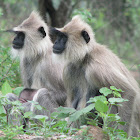 Tuffed Gray Langur
