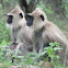 Tuffed Gray Langur