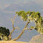 Tree Heath