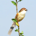 Yellow eyed babbler