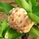Crown of thorns