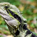 WaterDragon