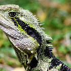WaterDragon