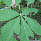 Buckeye