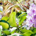 Water Hyacinth