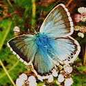 Chalkhill Blue