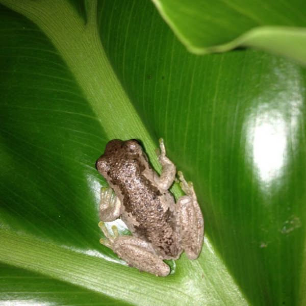 Bleating Tree Frog Project Noah