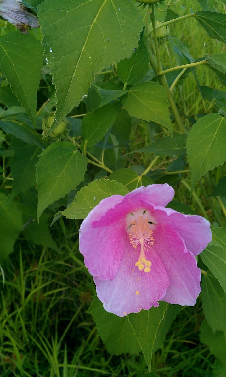 Swamp Rose Mallow
