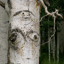 Aspen grove