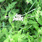 Mistflower