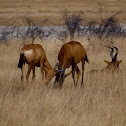 Red hartebeest