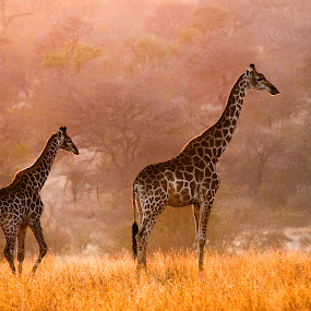by Gorazd Golob - Animals Other Mammals
