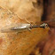 Raphidioptera