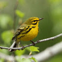 Prairie Warbler