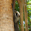 Common Raccoon