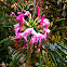 Spider Flower