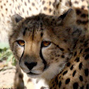 Cheetah
