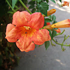 Trumpet vine