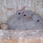 American Kestrel