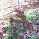 Sedum