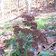 Sedum