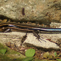 Common Five Lined Skink