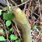 Slug