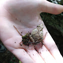 Northern Spring Peeper