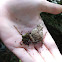 Northern Spring Peeper