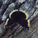 Mourning cloak butterfly