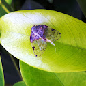 Planthopper