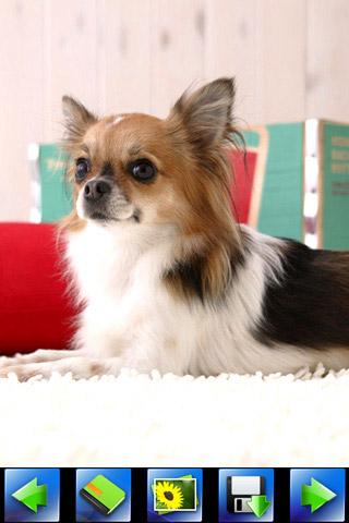 lovely-dog-wallpaper for android screenshot