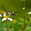 White Dragontail