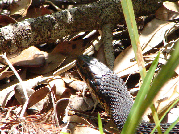 Spotting Image 1