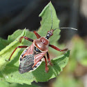 Bee Assassin Bug