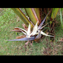 Bird of Paradise or Strelitzia