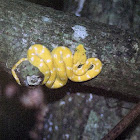 Eyelash Viper
