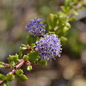 Point Reyes Ceanothus?