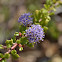 Point Reyes Ceanothus?