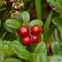 Lingonberry