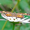 Mylitta Crescent Butterfly