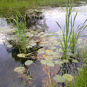 Yellow Water-lily