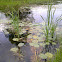 Yellow Water-lily