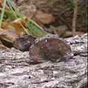 Shelf fungus